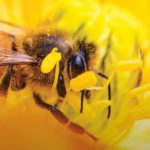 Odprtje čebelarske poti