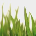 Spomladanska čistilna akcija 2018