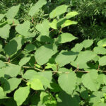 Invazivne tujerodne rastline v Trzinu – primer dobre prakse