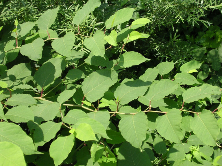Read more about the article Invazivne tujerodne rastline v Trzinu – primer dobre prakse