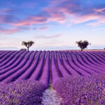 Provansa – ponedeljek 15. 1. 2024 ob 18.30 uri v KD Radomlje