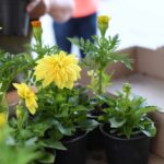 Akcija balkonskih rož v Radomljah, nedelja 12. 5. 2024