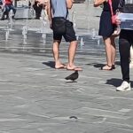 Delavnica o hoji 15. 6. 2024 v KD Radomlje