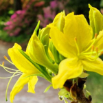 Fotografska delavnica v Arboretumu Volčji Potok 18. 12. 2024