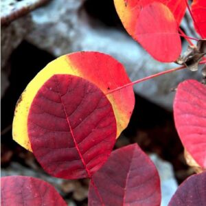 Fotografska razstave z naslovom »RUJ« v spomin Albini Kosmač.