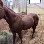 Poletni tabori na SM ranču – Radomlje